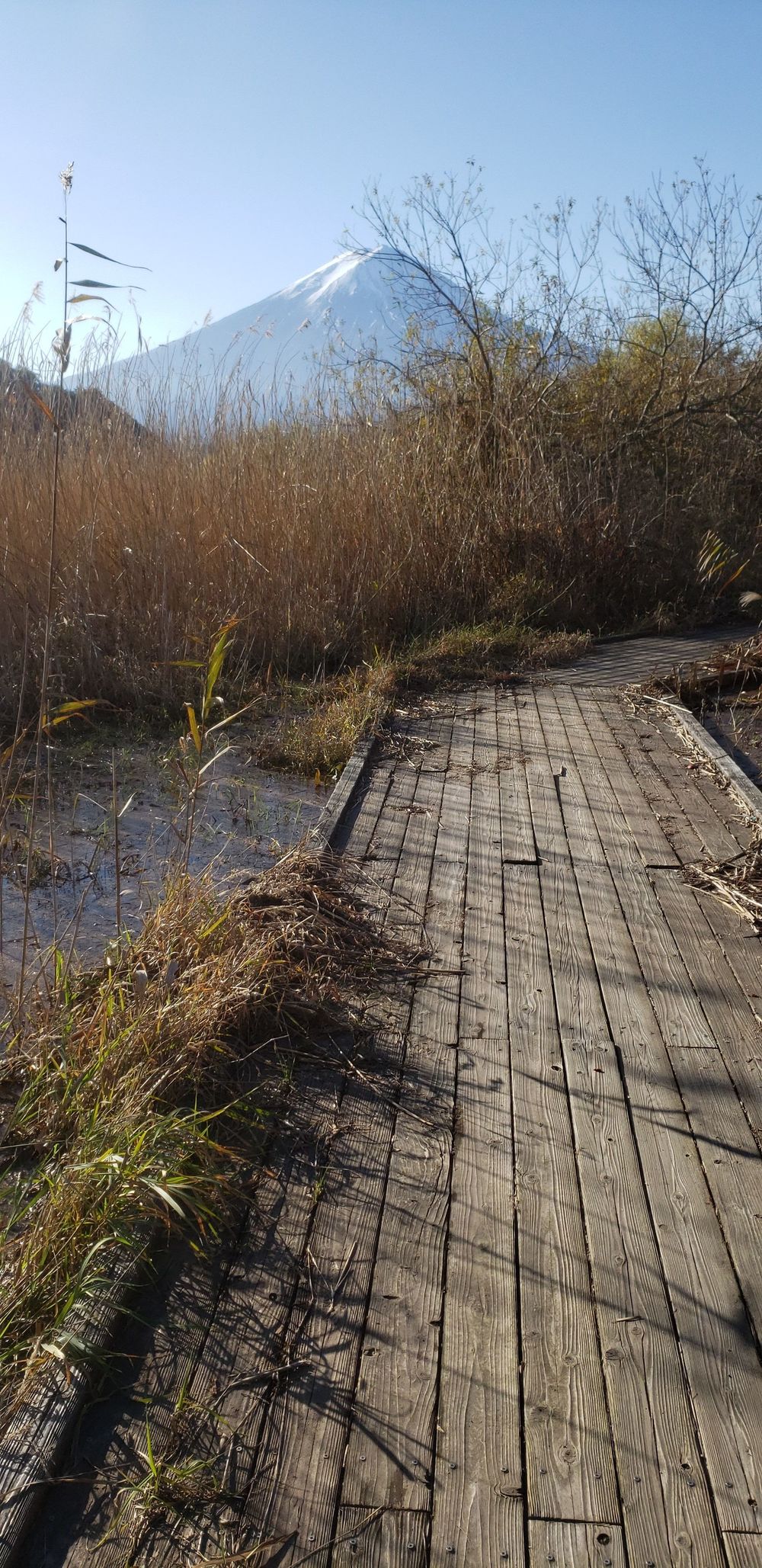 河口湖一周ランの写真17