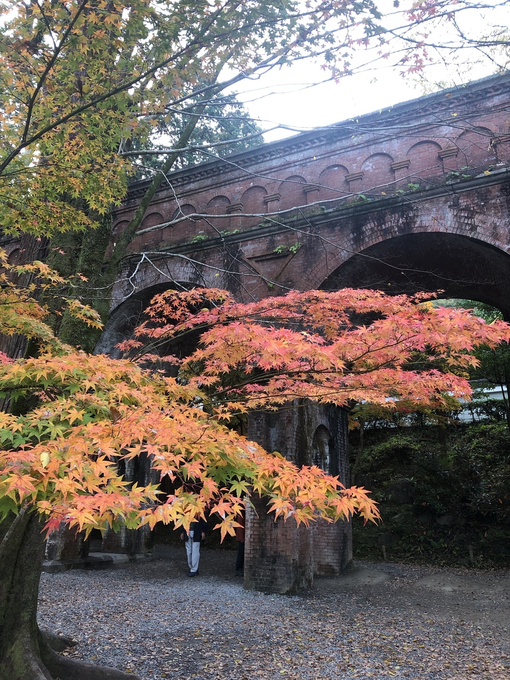 朝活として紅葉🍁目掛けてさくっとランの写真3
