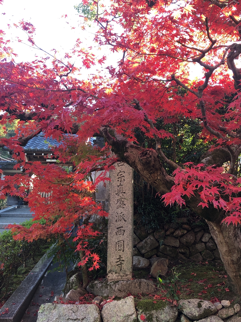 朝活として紅葉🍁目掛けてさくっとランの写真5