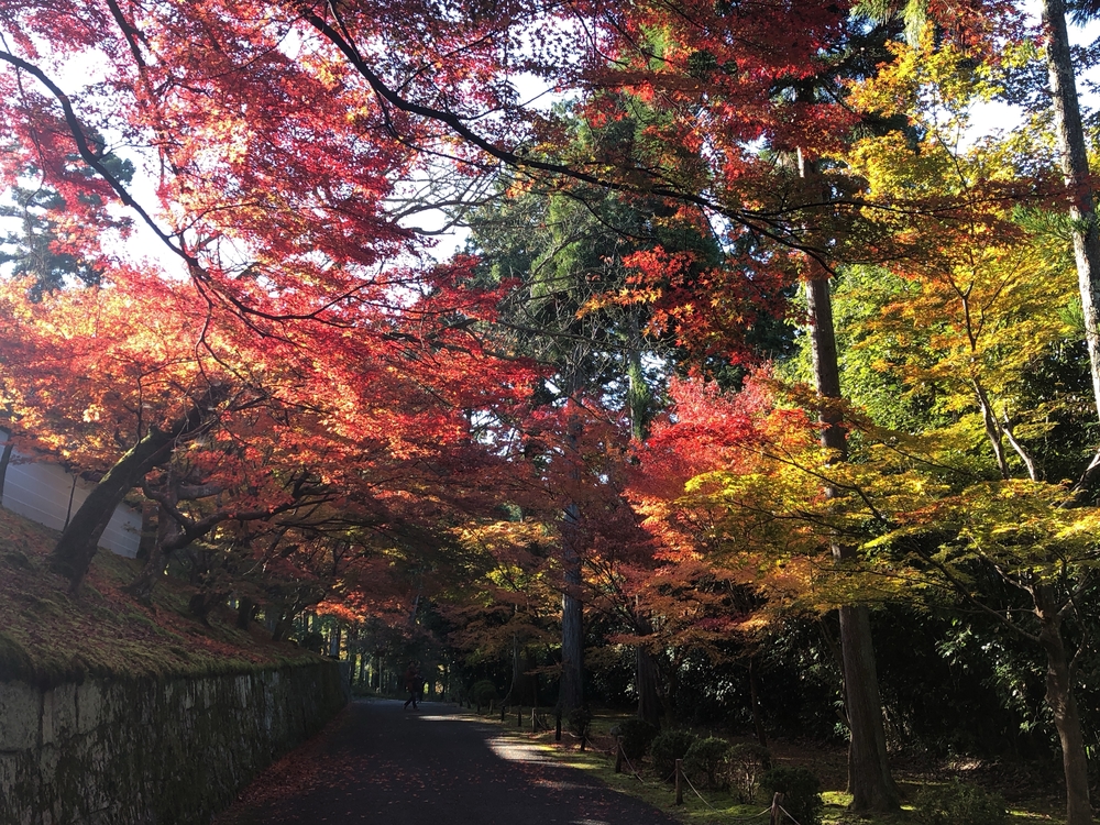 朝活として紅葉🍁目掛けてさくっとランの写真6