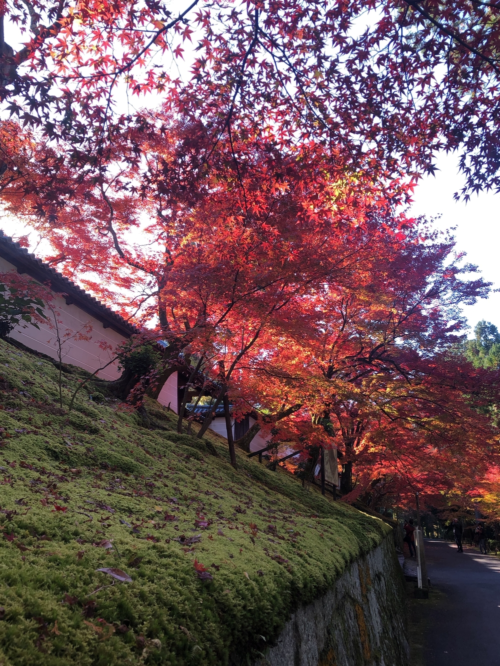朝活として紅葉🍁目掛けてさくっとランの写真7