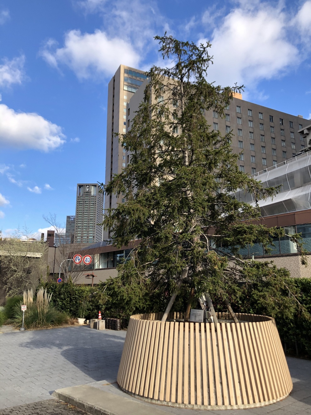 中之島のドリカムツリー6本巡りの写真3