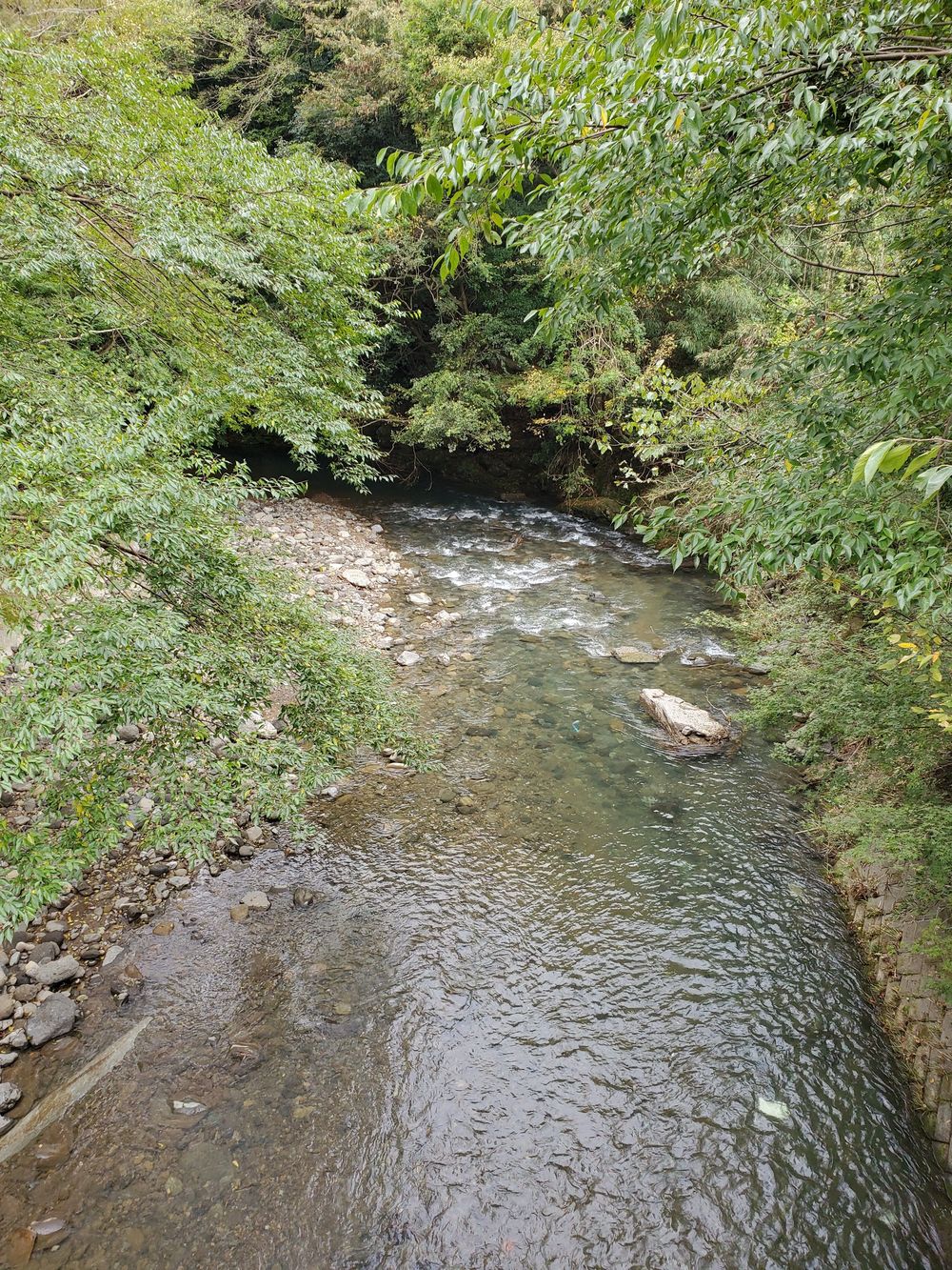 厚木自然RUN🏃‍♂️🏃‍♀️💨の写真4