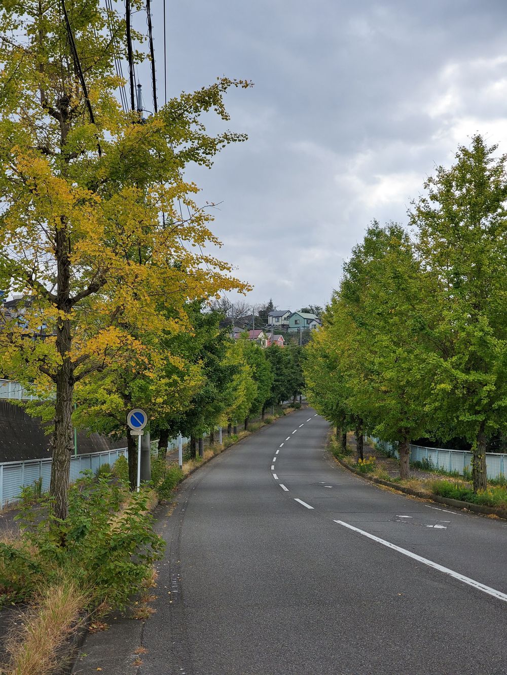 厚木自然RUN🏃‍♂️🏃‍♀️💨の写真7