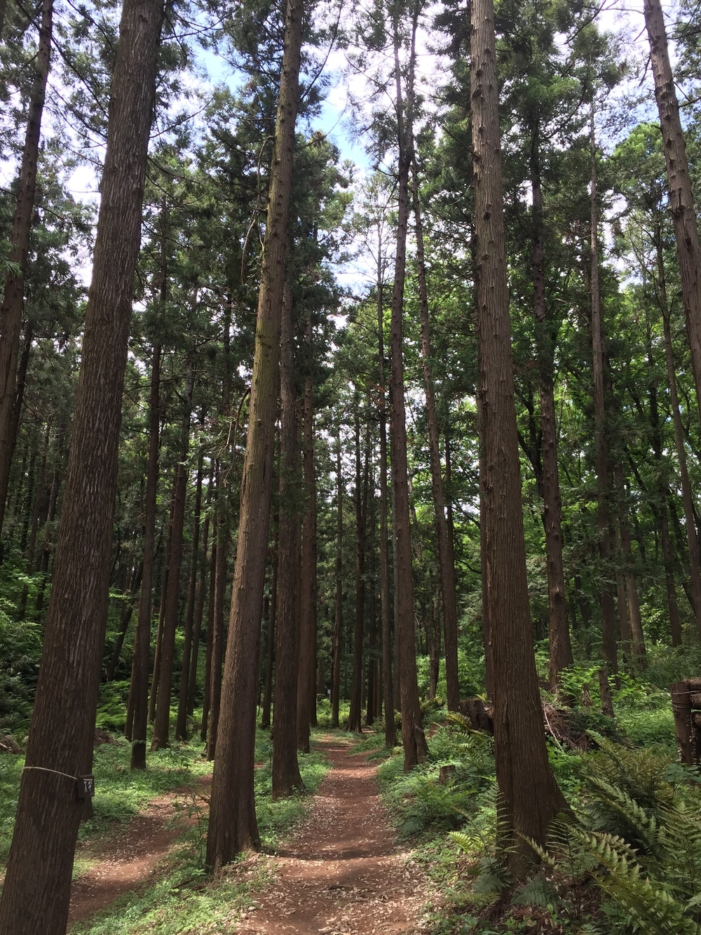 瀬谷、ちょっとだけトレラン入りの写真3