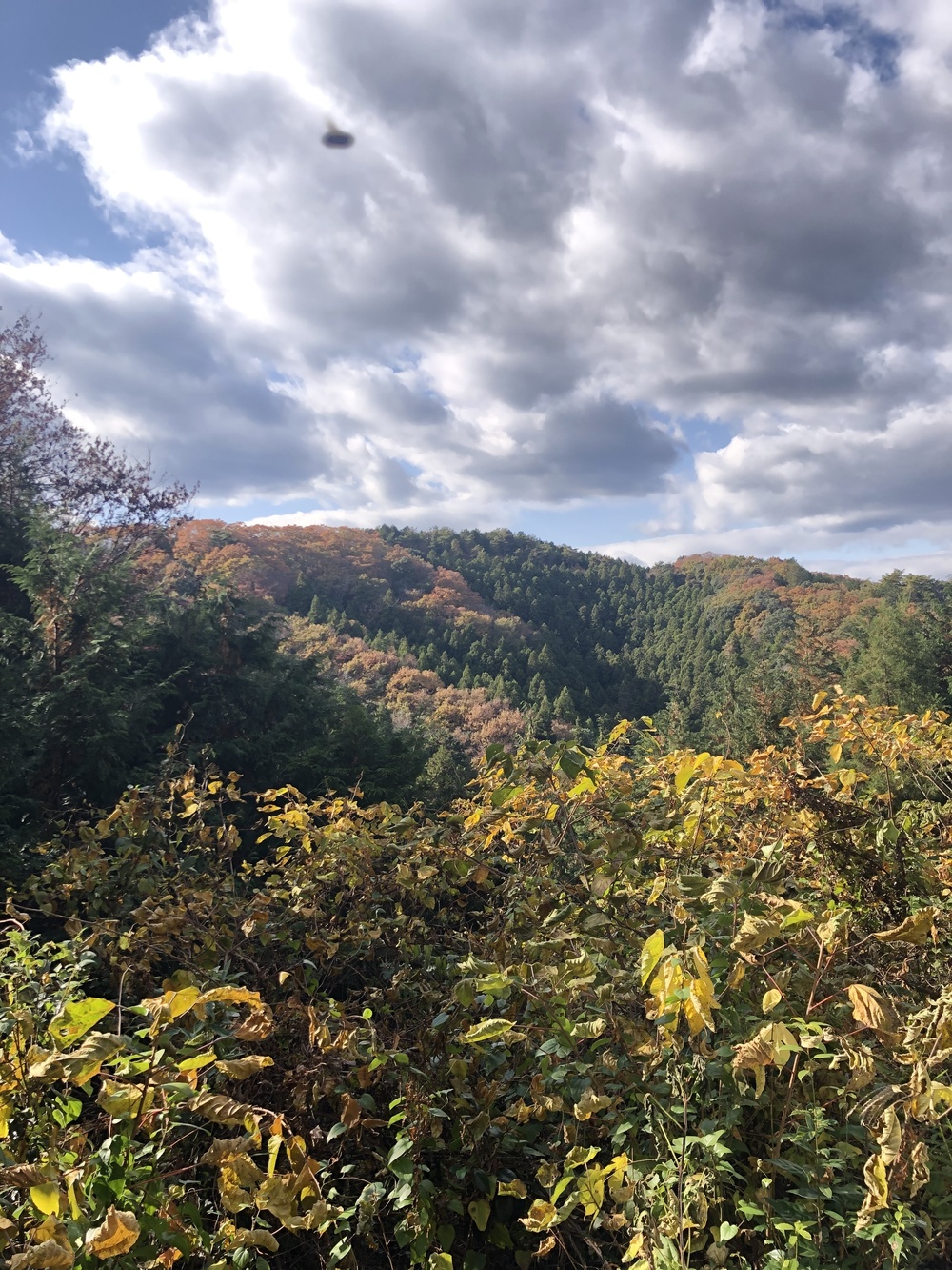 御前山トレランコース★清流のせせらぎを楽しみながらのトレイルランコースの写真5