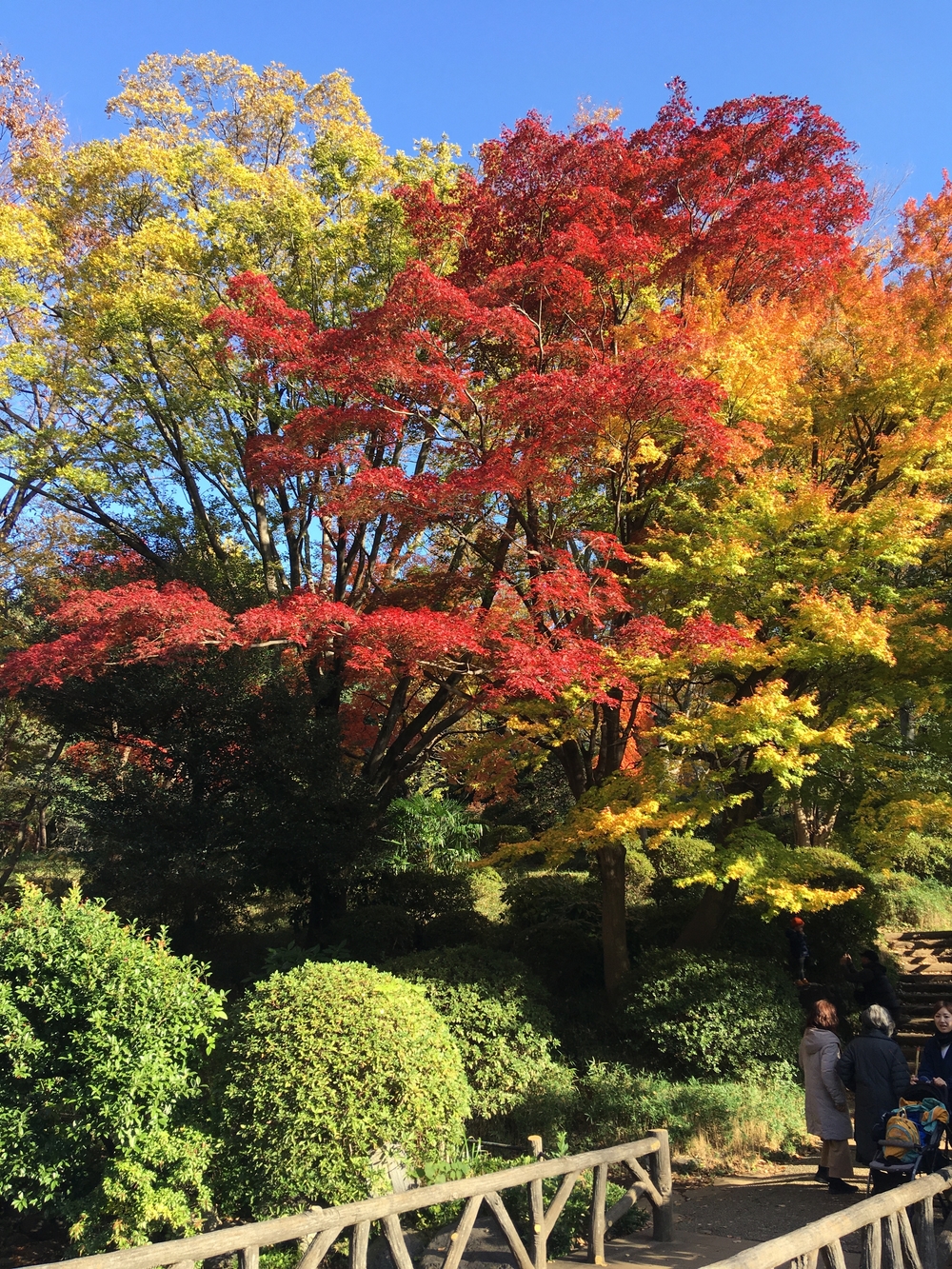【錦秋のお江戸・紅葉名所めぐり2019 22km＋乾通り大嘗宮一般公開】の写真3