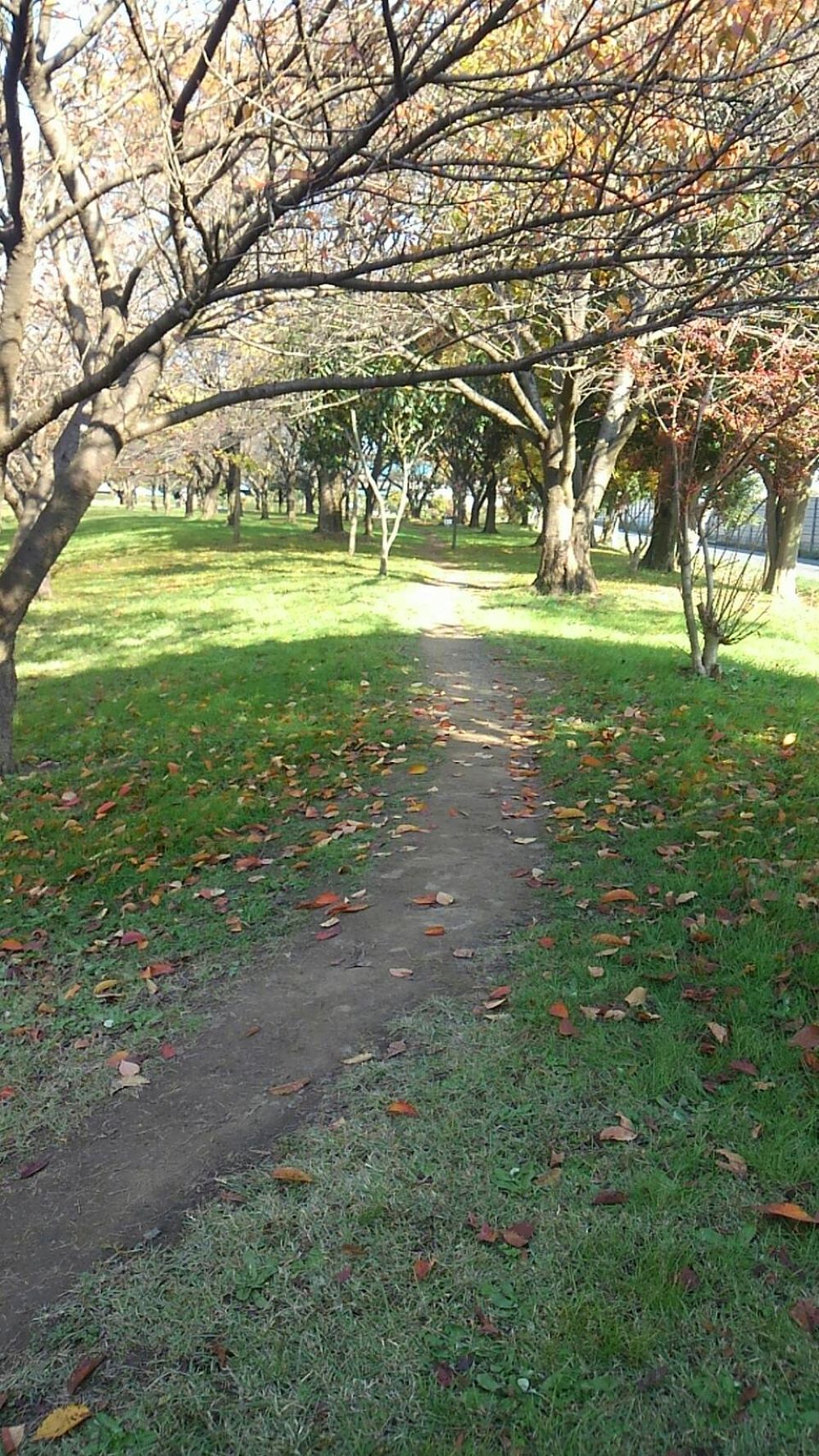 知る人ぞ知る川内優輝クロカンの写真3