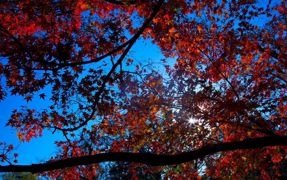練馬区の秘境・石神井公園と三宝寺池の写真3