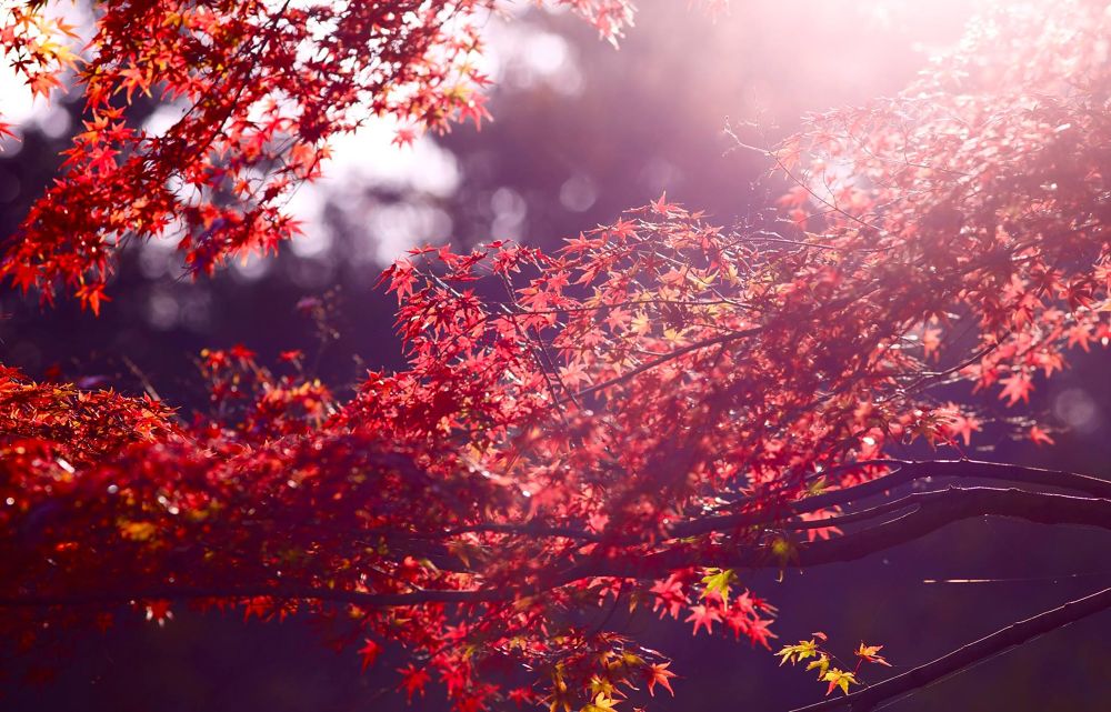 練馬区の秘境・石神井公園と三宝寺池の写真4