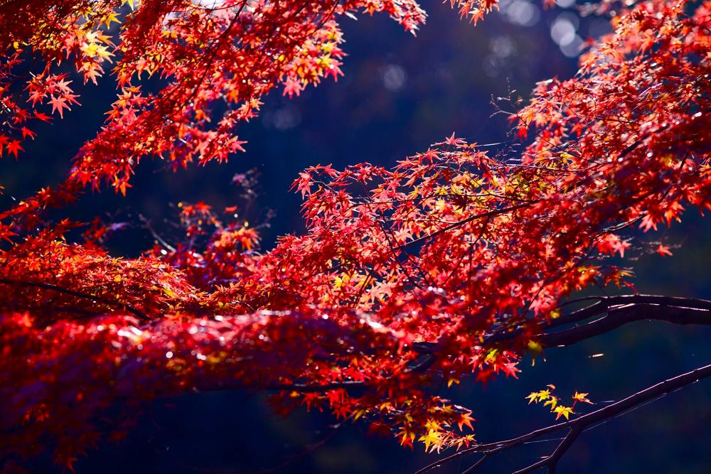 練馬区の秘境・石神井公園と三宝寺池の写真5