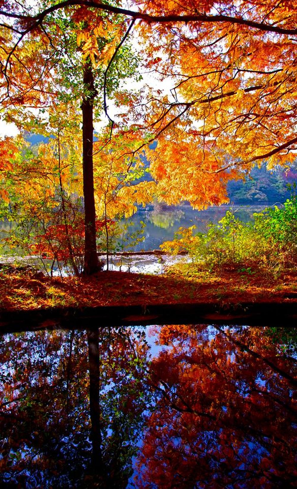 練馬区の秘境・石神井公園と三宝寺池の写真6