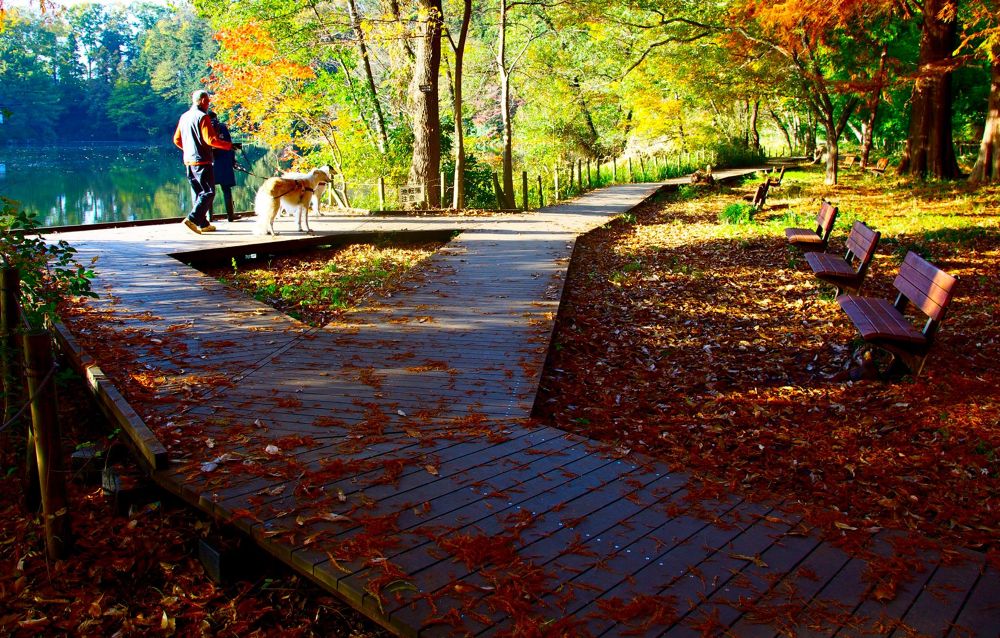 練馬区の秘境・石神井公園と三宝寺池の写真7
