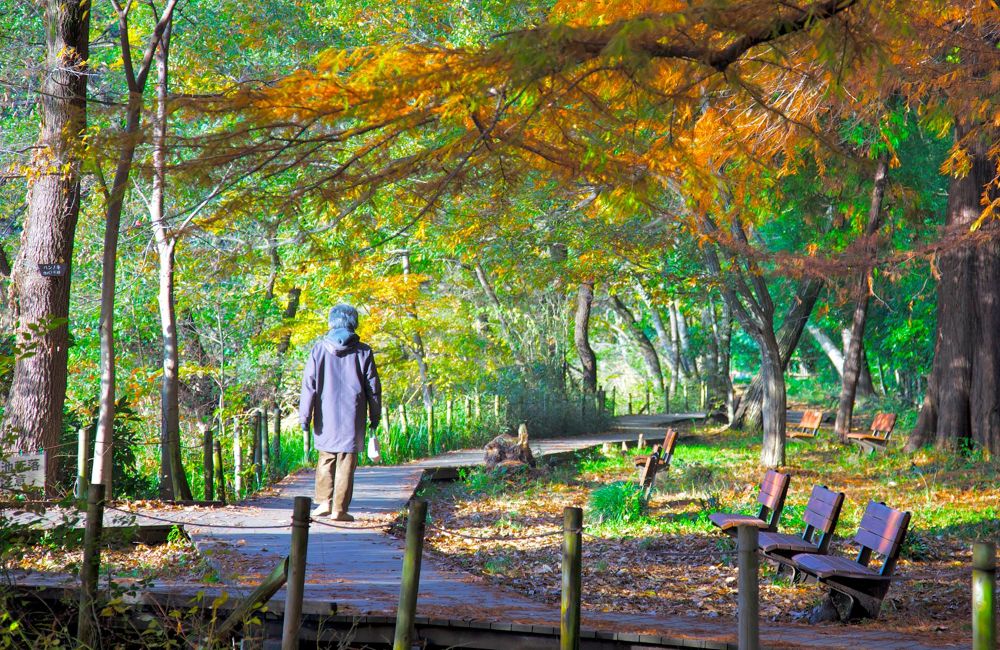 練馬区の秘境・石神井公園と三宝寺池の写真8