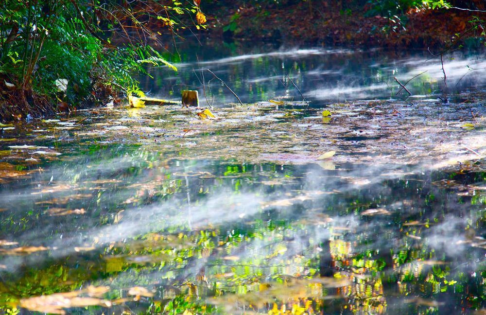 練馬区の秘境・石神井公園と三宝寺池の写真9
