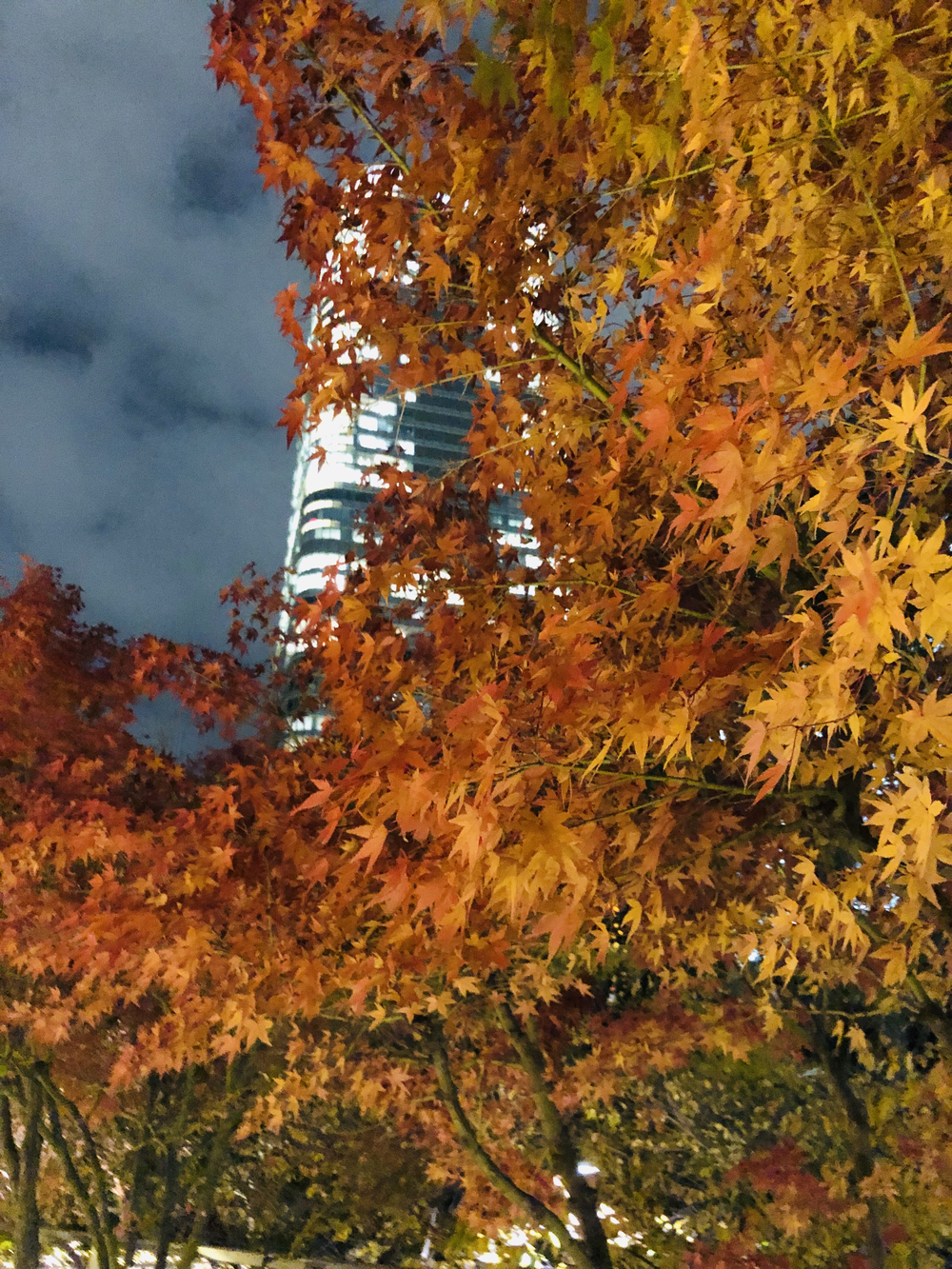 クリスマスイルミ 六本木、赤坂、表参道編の写真6