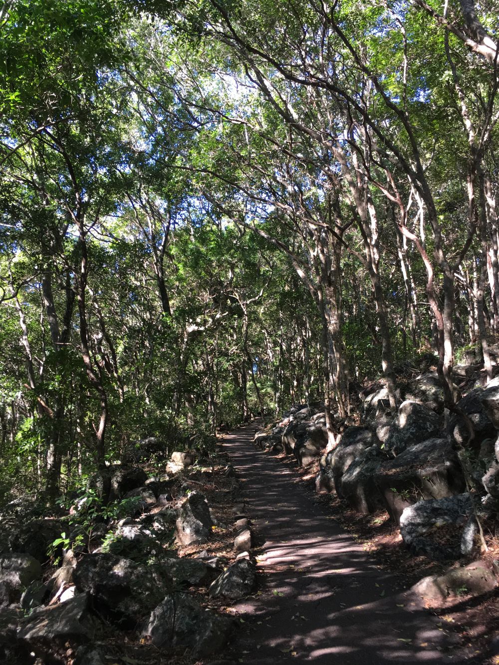 Burleigh Heads National Park(ゴールドコーストオーシャンビューのトレッキの写真9