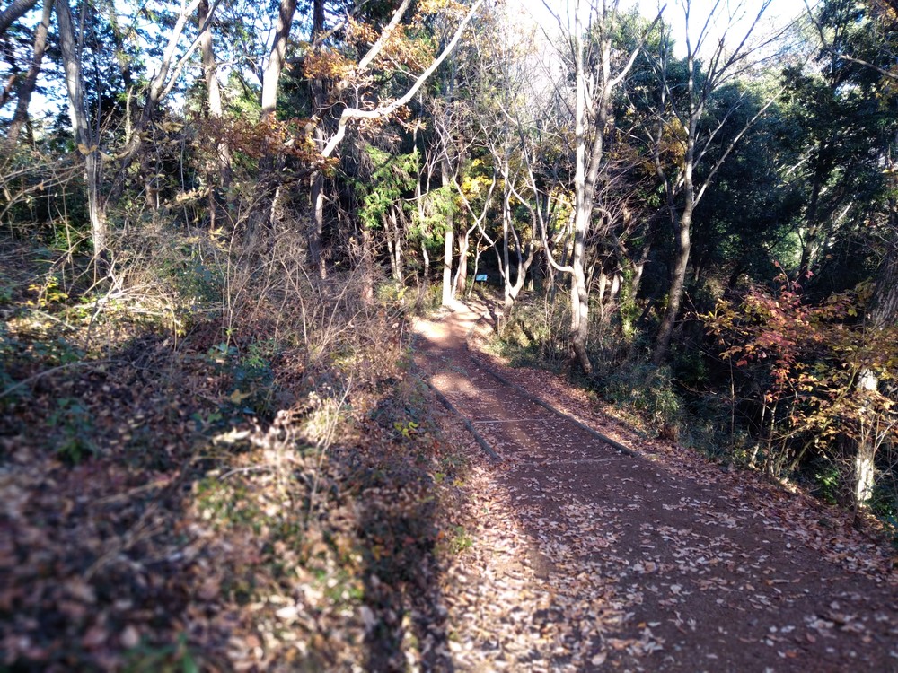 観音山ファミリーパークトレランの写真3