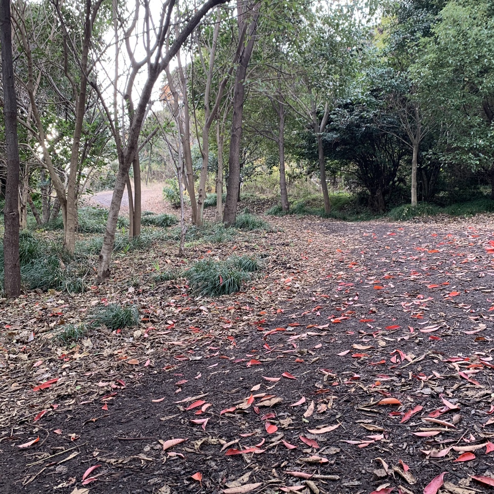 加木屋緑地クロスカントリーコースの写真4