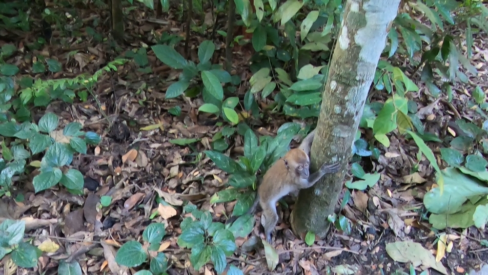 シンガポール中央部の緑の回廊を探検の写真3