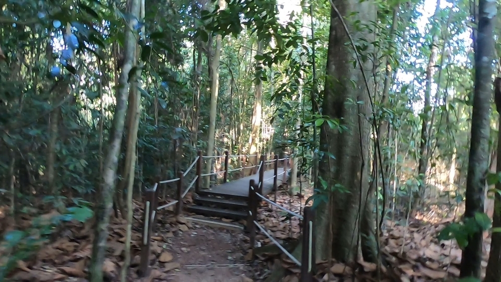 シンガポール中央部の緑の回廊を探検の写真4