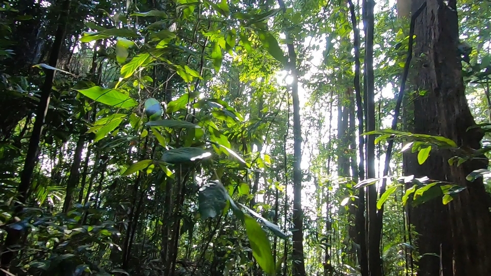 シンガポール中央部の緑の回廊を探検の写真5