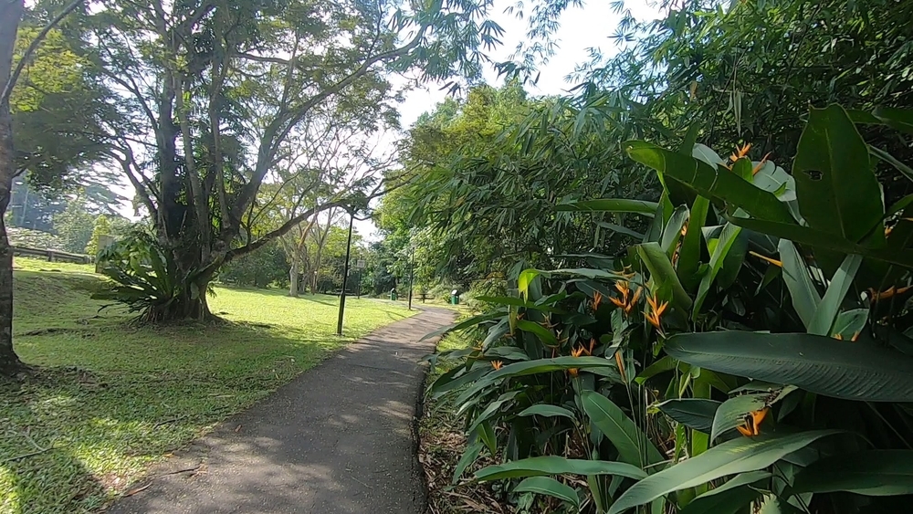 シンガポール中央部の緑の回廊を探検の写真9