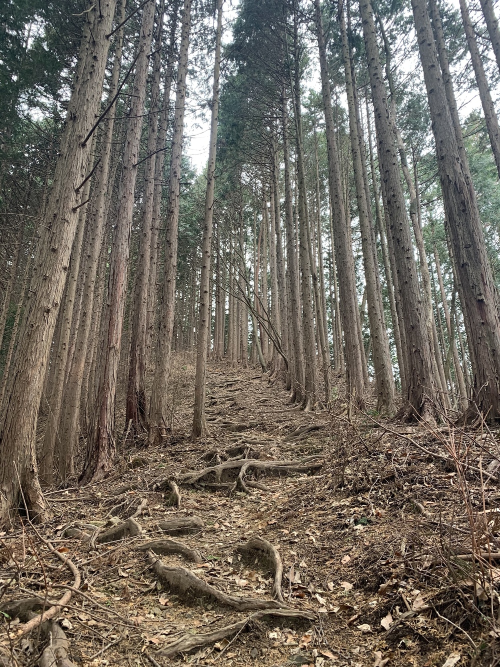 北高尾トレランルートの写真5