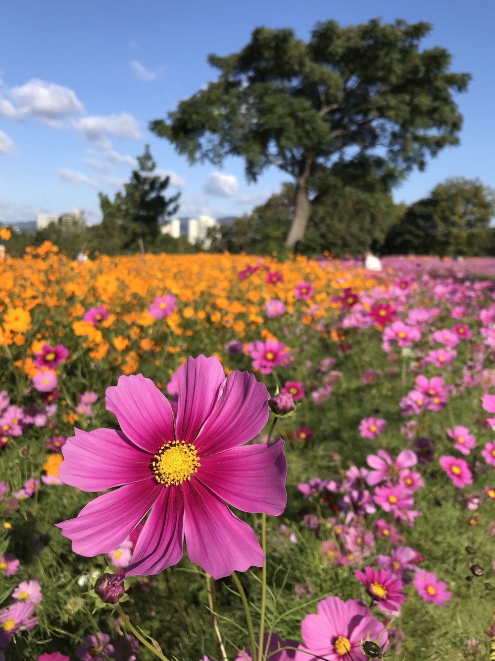 【兵庫県】武庫川遡上23kmの写真6