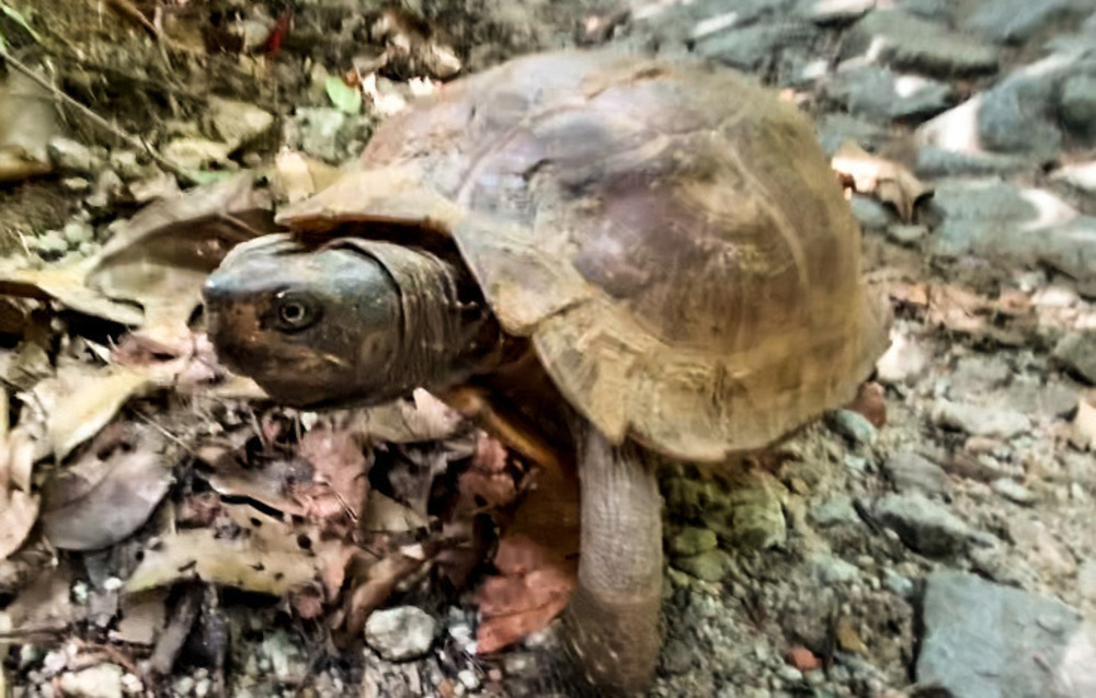 シンガポールの皇居的周回コース・マクリッチトレイルの写真4