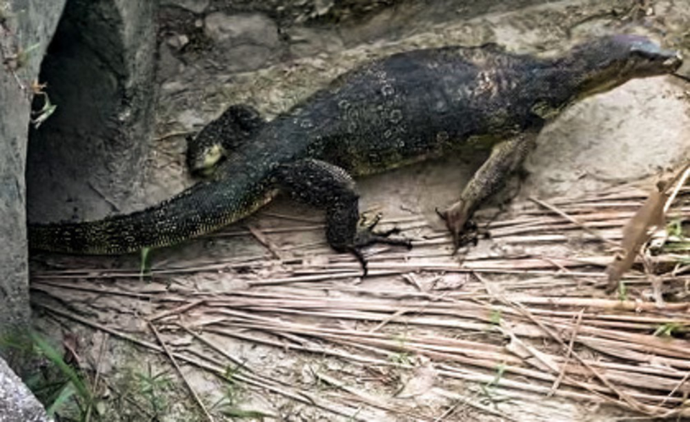 シンガポールの皇居的周回コース・マクリッチトレイルの写真5