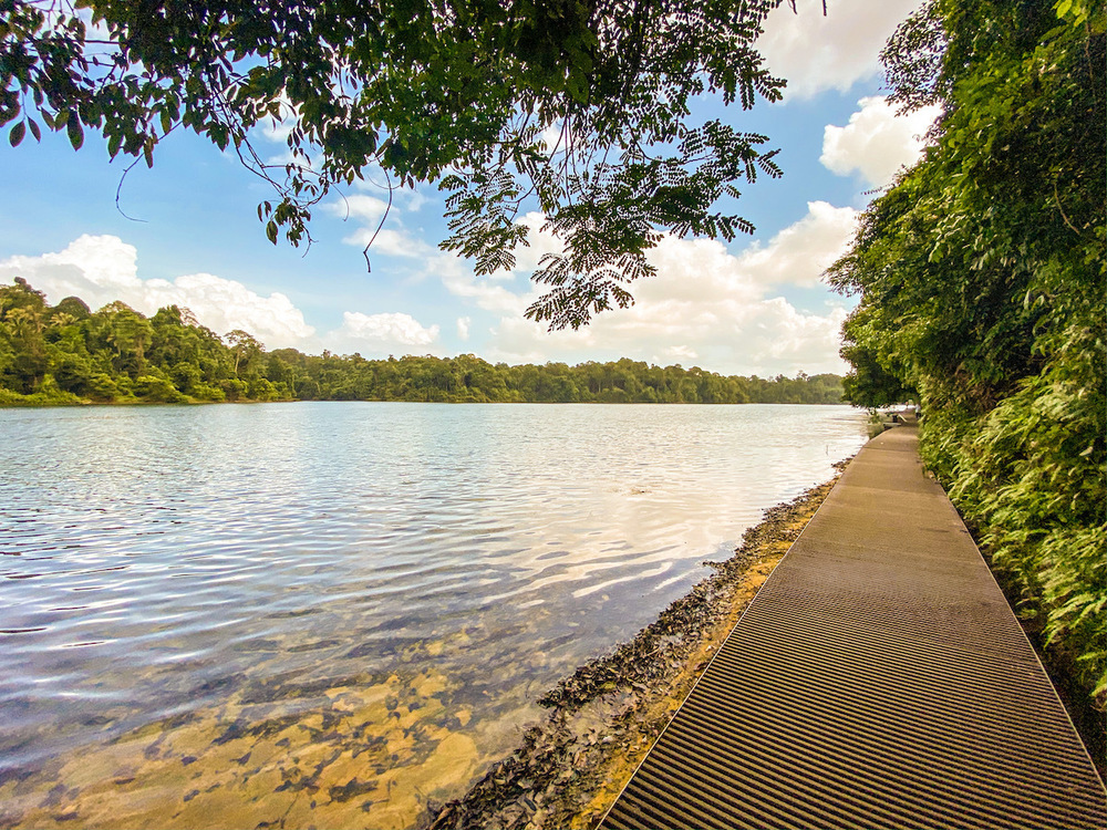 シンガポールの皇居的周回コース・マクリッチトレイルの写真7