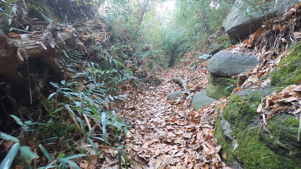 生駒縦走コーストレランの写真4