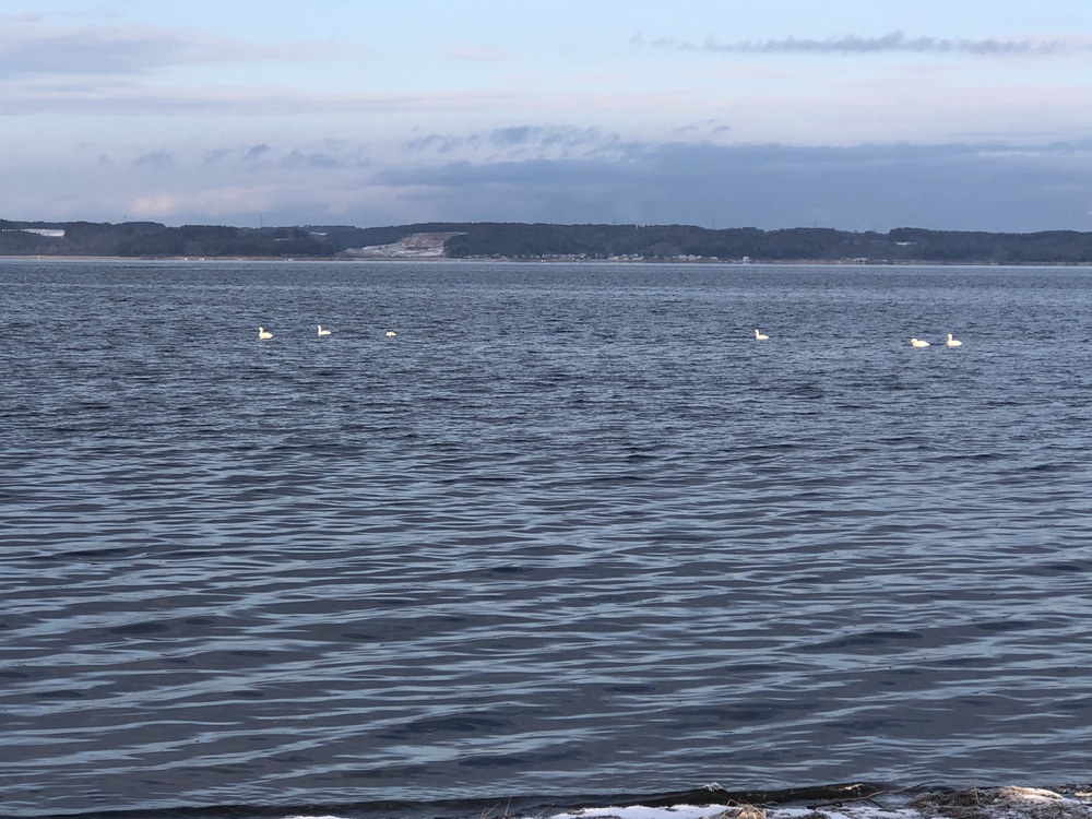 ちょいとひと息RUN。山と月と白鳥と湖たまにオオセッカの写真8