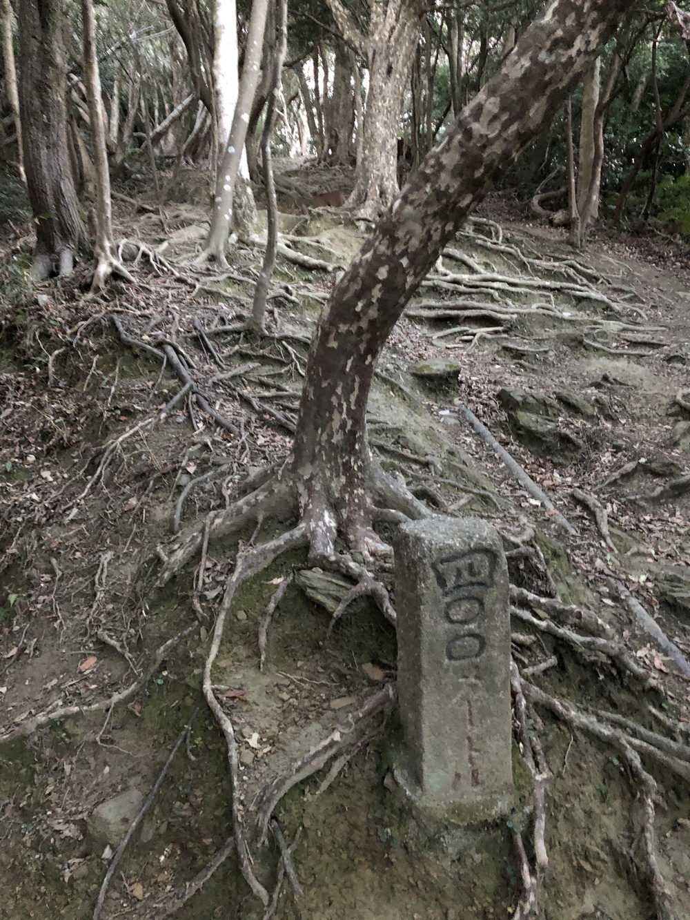眉山に登って夕暮れから夜景まで堪能ランの写真3