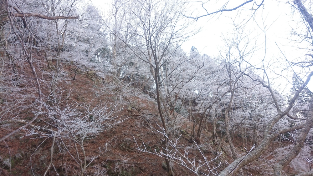 暖冬ならではの景色。樹氷と緑のコラボ。の写真3