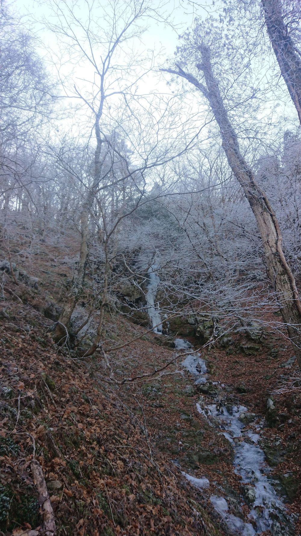 暖冬ならではの景色。樹氷と緑のコラボ。の写真4