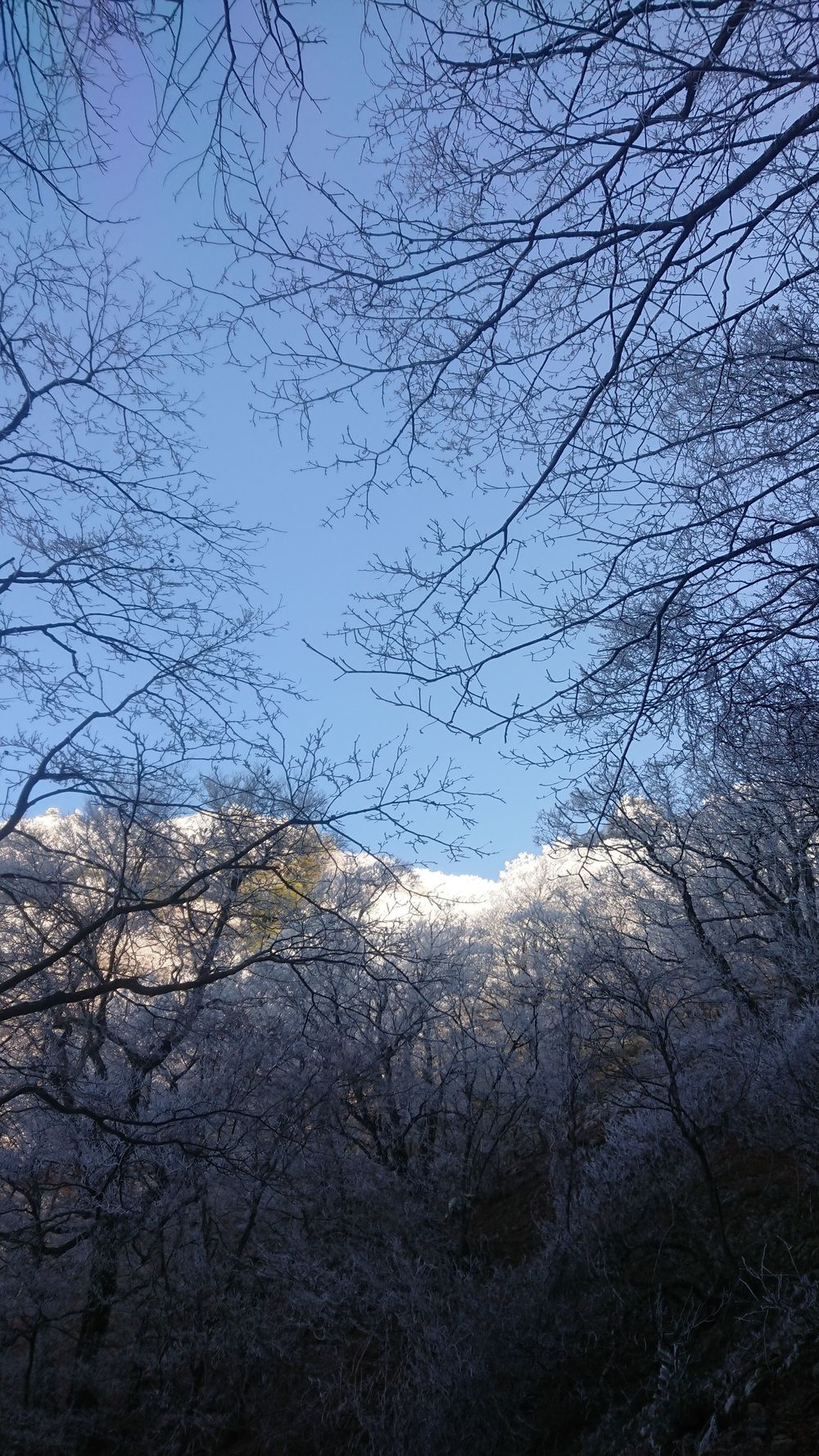暖冬ならではの景色。樹氷と緑のコラボ。の写真5