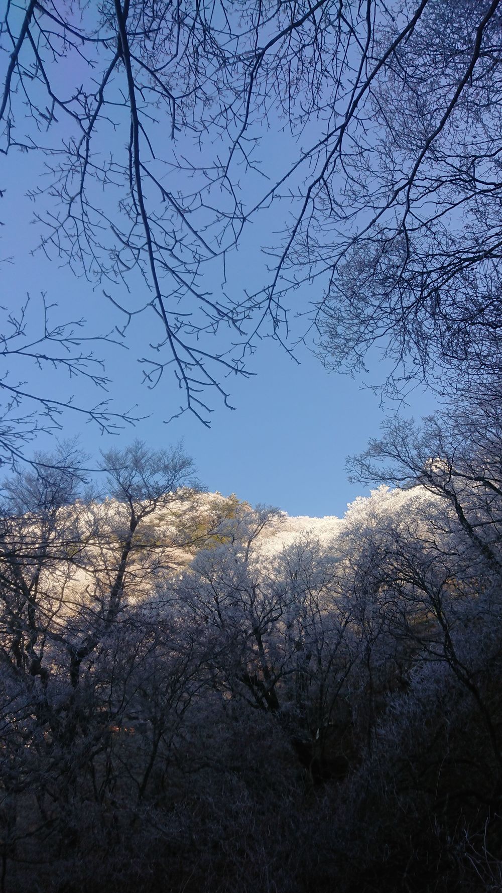 暖冬ならではの景色。樹氷と緑のコラボ。の写真6