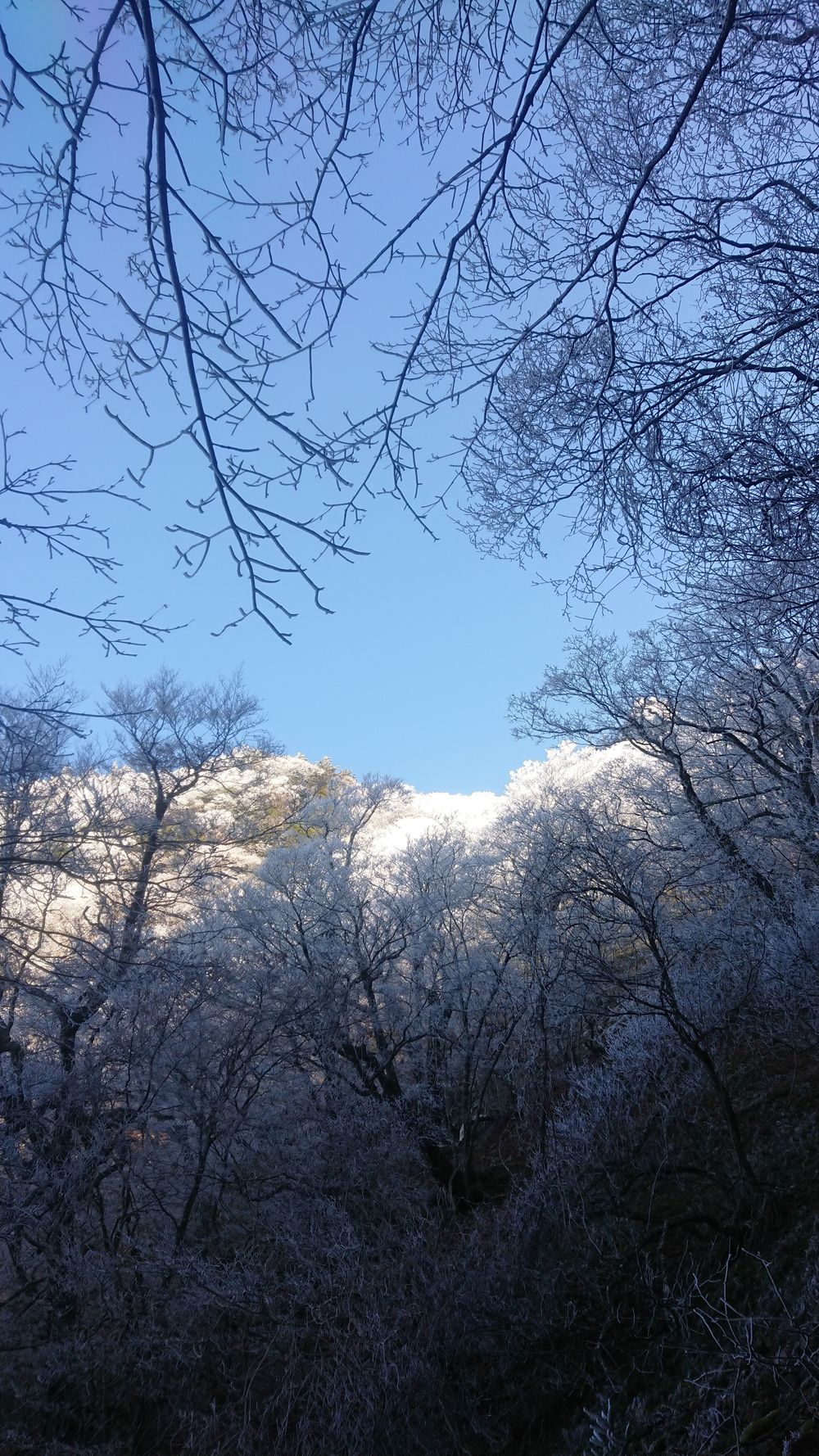暖冬ならではの景色。樹氷と緑のコラボ。の写真7