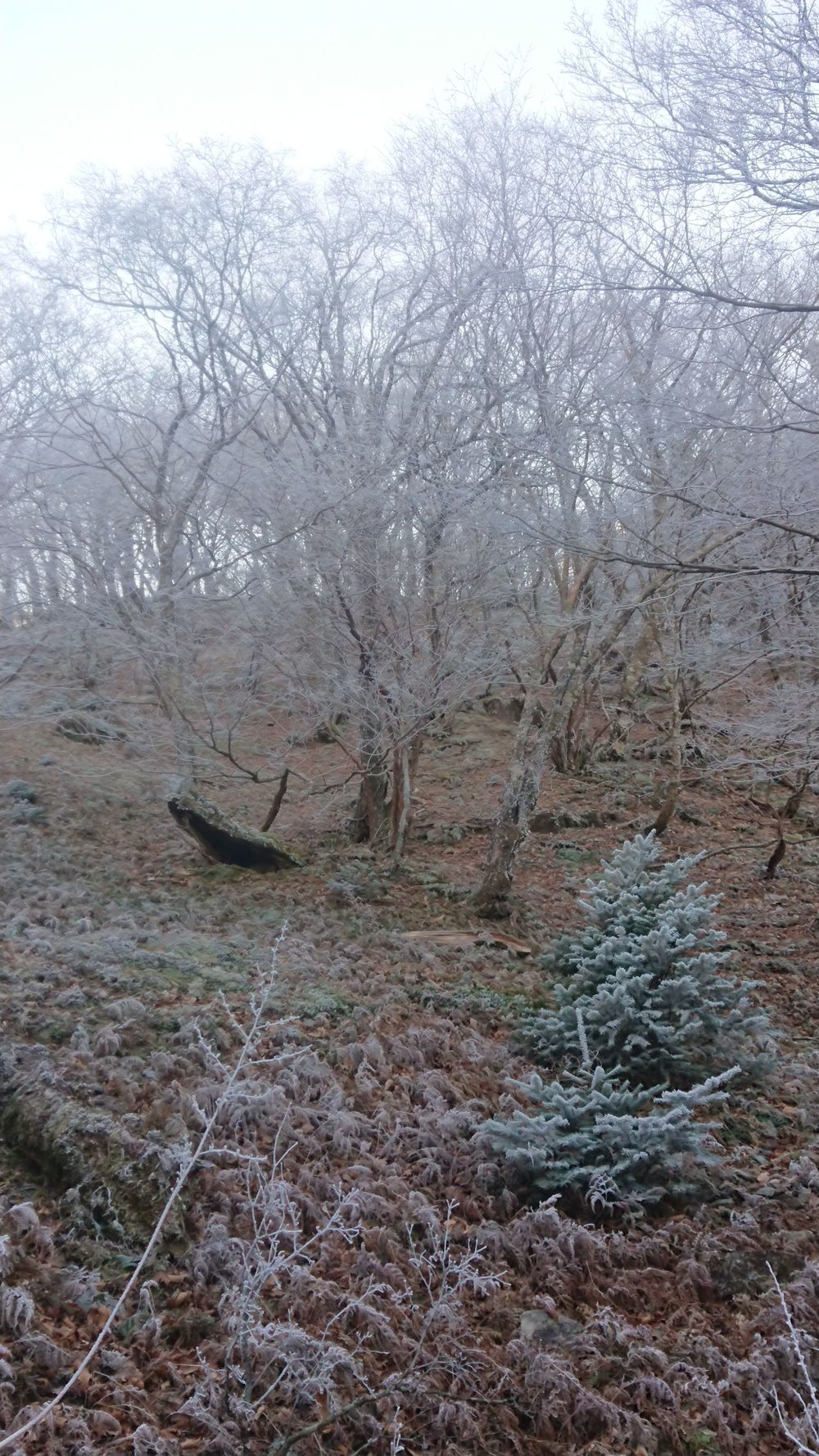 暖冬ならではの景色。樹氷と緑のコラボ。の写真8