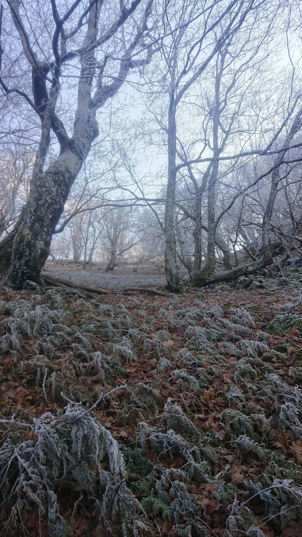 暖冬ならではの景色。樹氷と緑のコラボ。の写真9