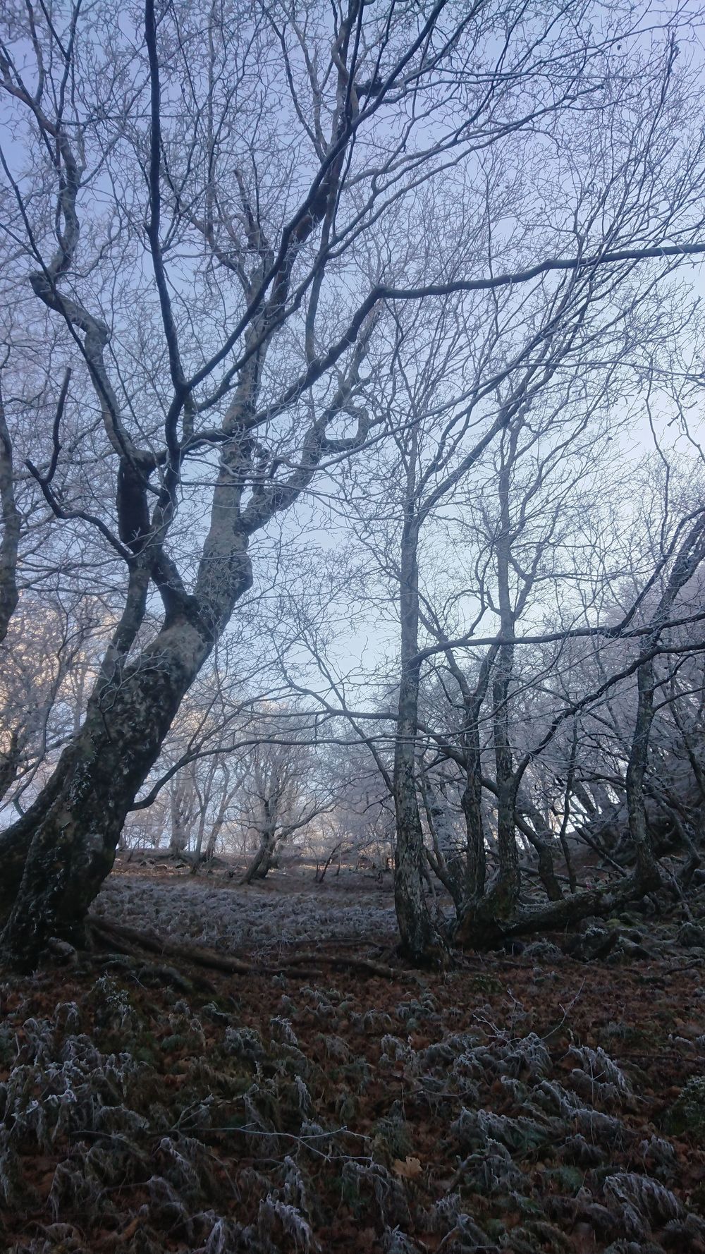 暖冬ならではの景色。樹氷と緑のコラボ。の写真10