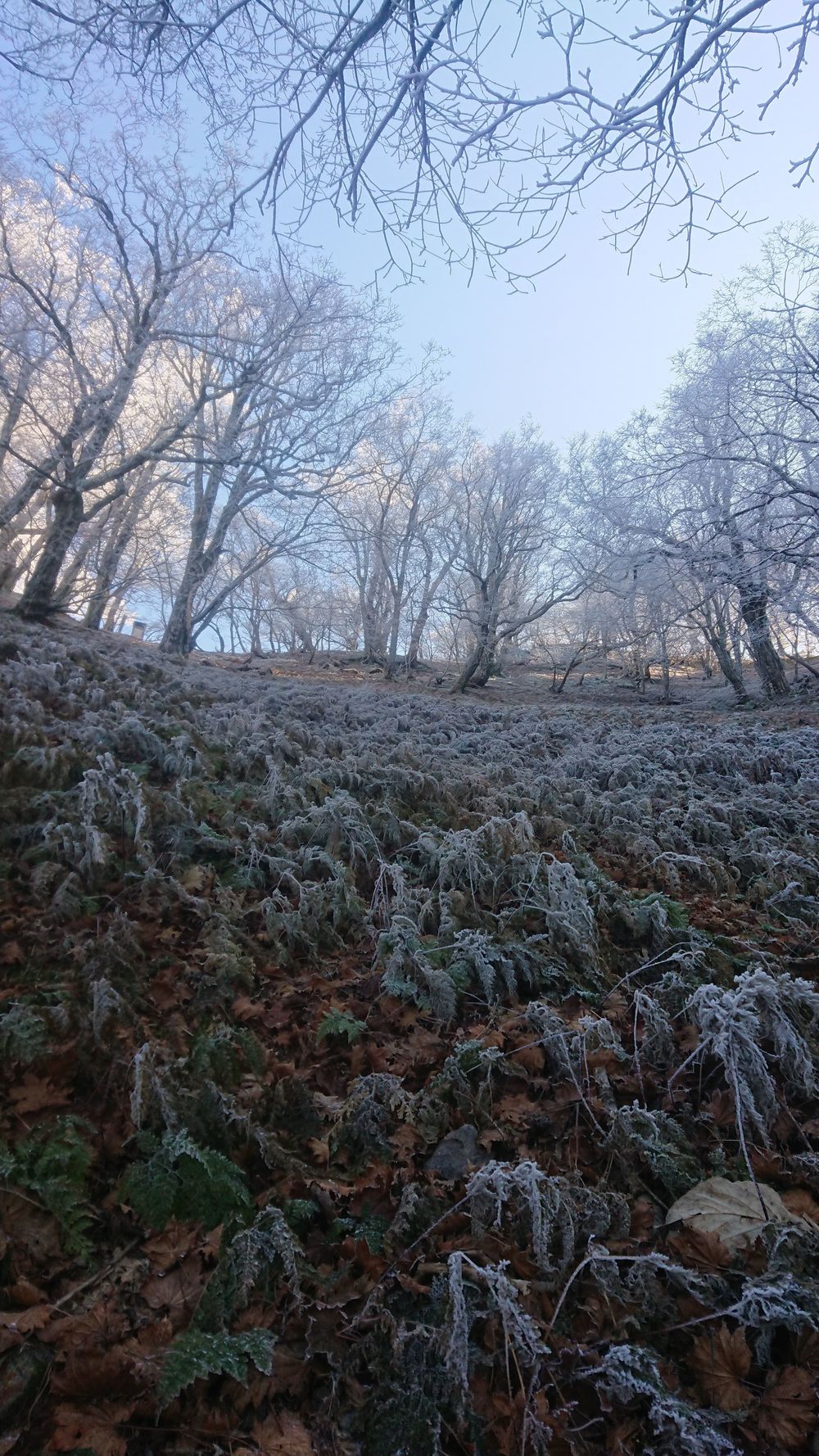 暖冬ならではの景色。樹氷と緑のコラボ。の写真11