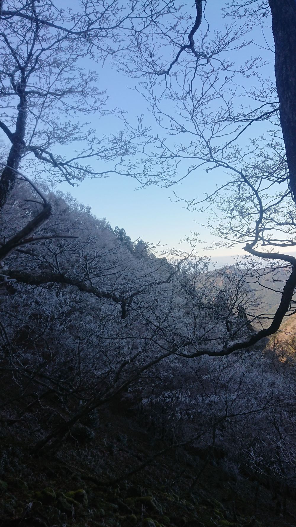 暖冬ならではの景色。樹氷と緑のコラボ。の写真12