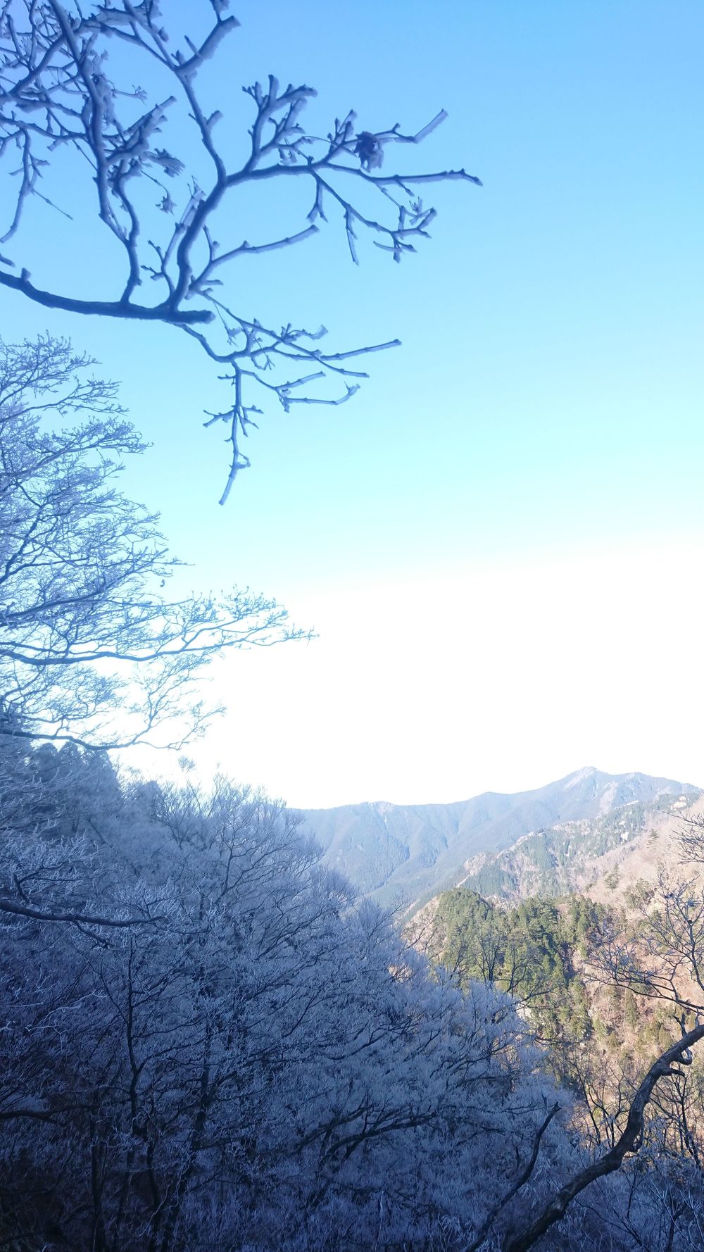 暖冬ならではの景色。樹氷と緑のコラボ。の写真13