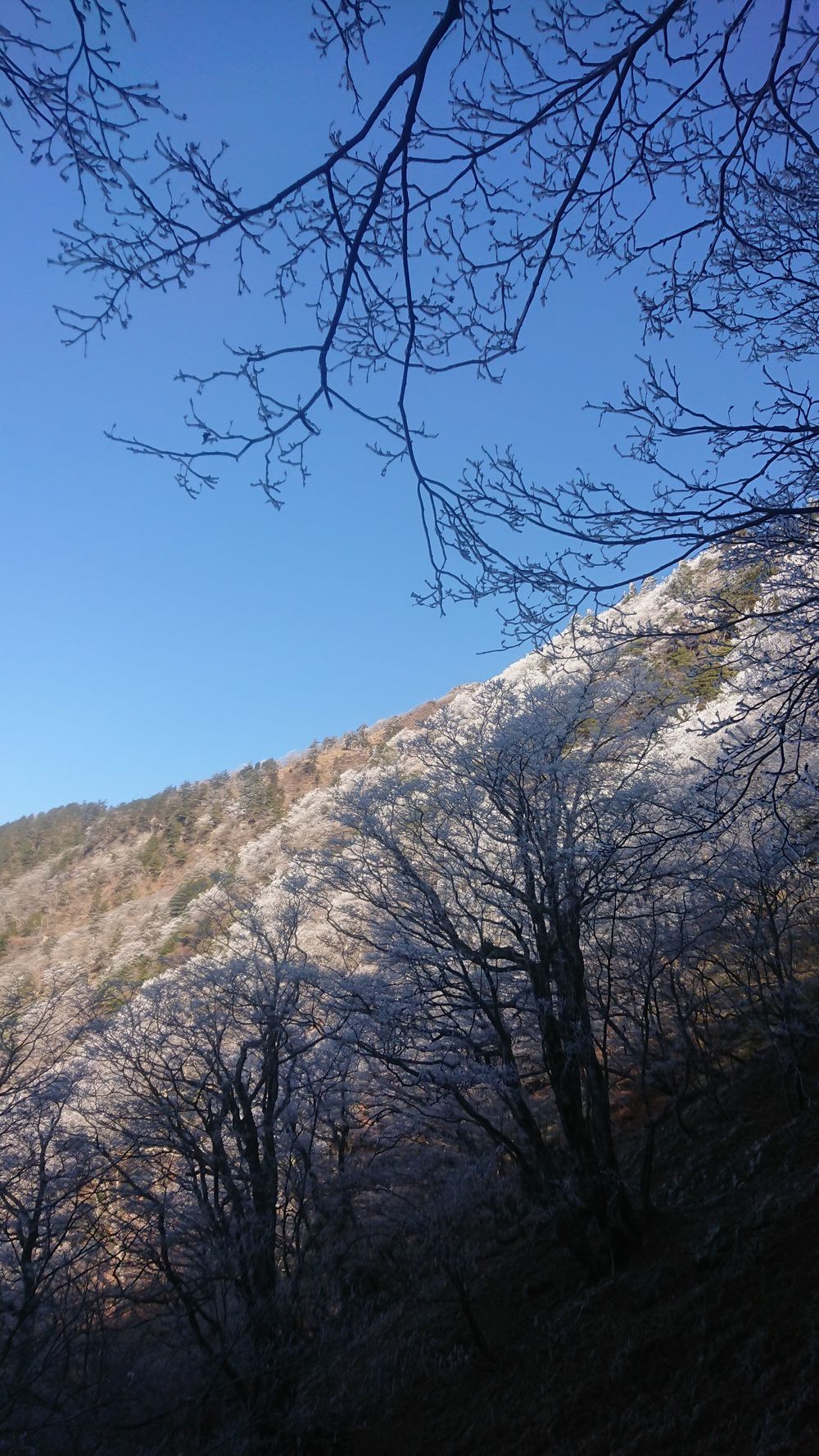 暖冬ならではの景色。樹氷と緑のコラボ。の写真14