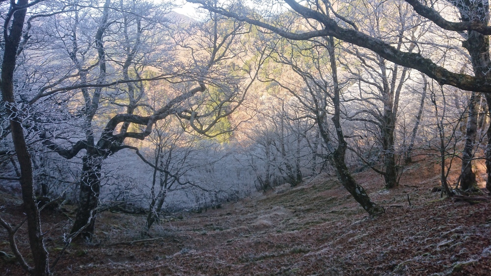 暖冬ならではの景色。樹氷と緑のコラボ。の写真15