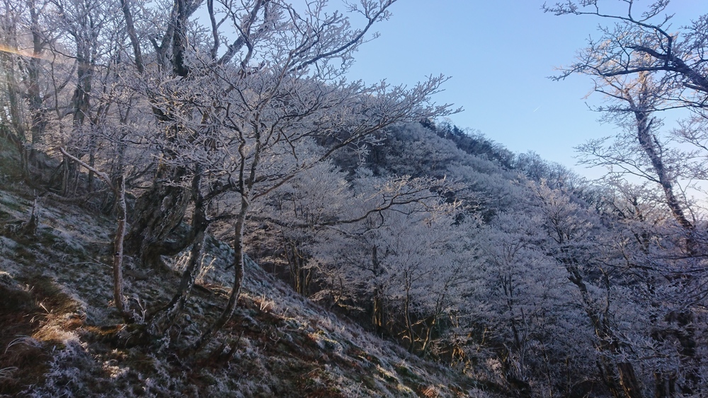 暖冬ならではの景色。樹氷と緑のコラボ。の写真17