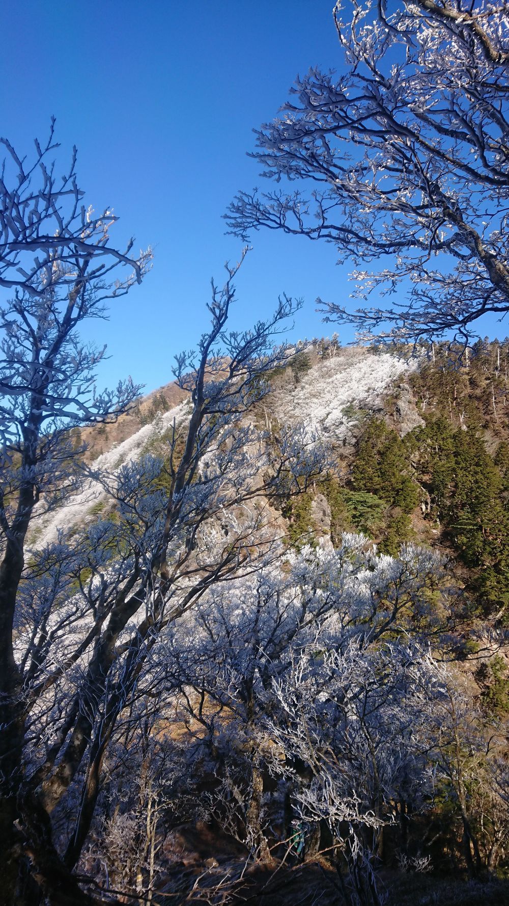 暖冬ならではの景色。樹氷と緑のコラボ。の写真18